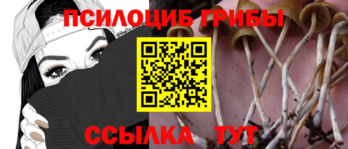 Псилоцибиновые грибы Psilocybe Североморск